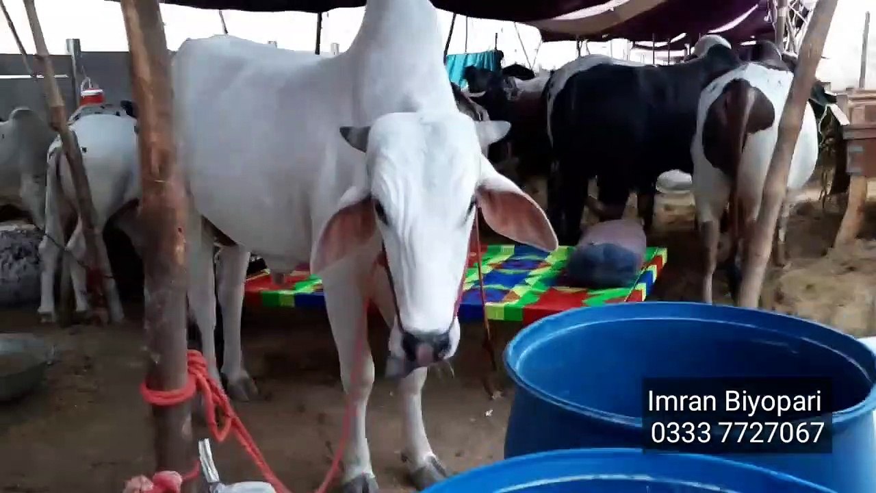 Huzaifa K Sath Mandi Rates Ka Review - Bakra Eid 2019 - Karachi Sohrab Goth Gai Mandi
