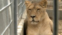 Leones en una granja de osos