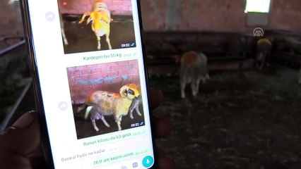 Cep telefonuyla 'mobil' kurbanlık satışı - EDİRNE