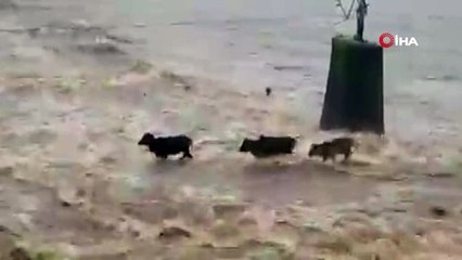 Sele kapılan büyükbaş hayvanlar telef oldu