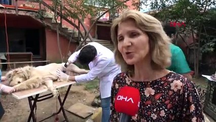 Trabzon’da örnek proje: Her okula bir sokak köpeği