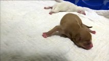 Una perra sin hogar pare 20 cachorros en Texas