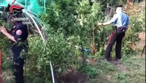 Villar Dora (TO) - Marijuana coltivata nell'orto tra i pomodori (03.08.19)
