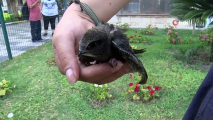 Mersin Büyükşehir’in bahçesine ebabil kuşu kondu