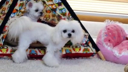 속초출장안마 -후불100%ョOiON7362N3210｛카톡BB5858｝ 속초전지역출장안마 속초오피걸 속초출장마사지 속초출장안마 속초출장마사지 속초출장콜걸샵안마㍐◐∳