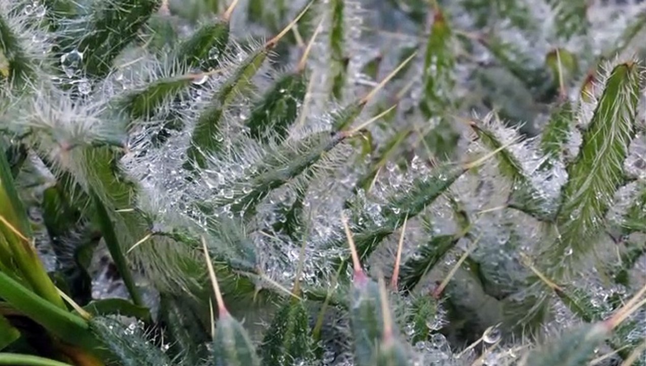 Details of Nature (Part I)