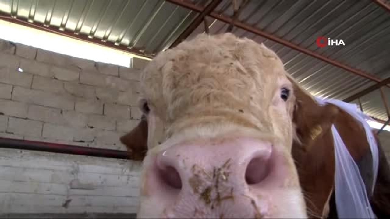 "Kurbanı hastalıklı çıkanlar vatandaşlar yeniden kurban kesmeli"