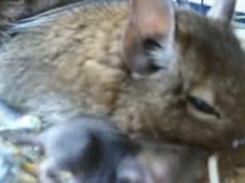 Bébés octodons - Fidèlias et Lolita ont eu des petits