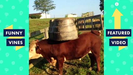 TRY NOT TO LAUGH - Cute FUNNY ANIMALS | Funny Videos February 2019