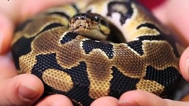 순천출장안마 -후불100%ョOiON2659N1768｛카톡SN92｝ 순천전지역출장안마 순천오피걸 순천출장마사지 순천출장안마 순천출장마사지 순천출장콜걸샵안마㌻∞㌫