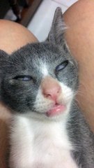 Cats Sleeps with Strange Expression