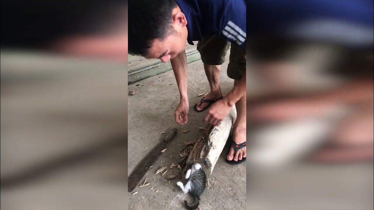 Kitten Stuck Head First in Hollow Log