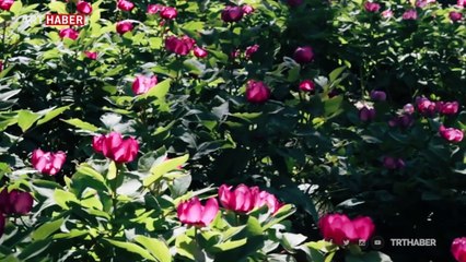 Türkiye'nin tıbbi ve aromatik bitki zenginliği