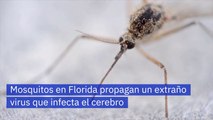 Mosquitos en Florida propagan un extraño virus que infecta el cerebro