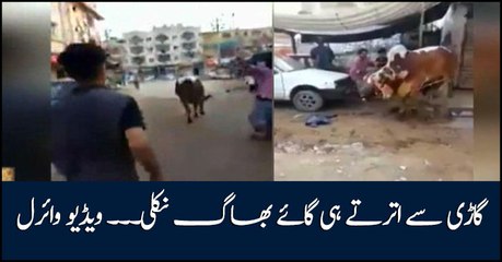 Viral video: Cow runs soon after jumping from van