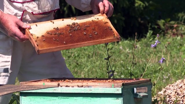 نفوق أعداد كبيرة من النحل في روسيا