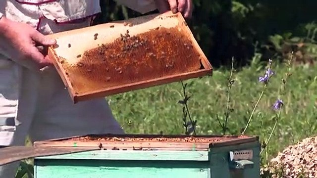 نفوق أعداد كبيرة من النحل في روسيا