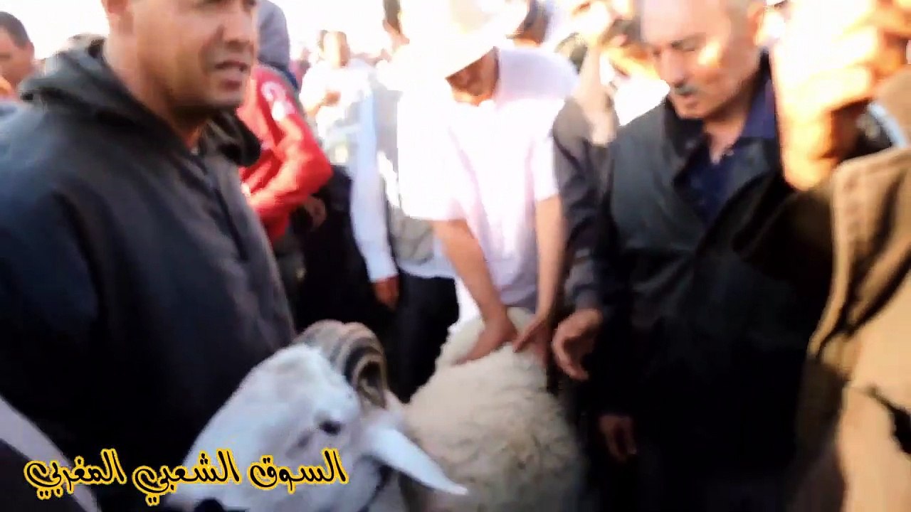 عندو لمليح غزال الغنم