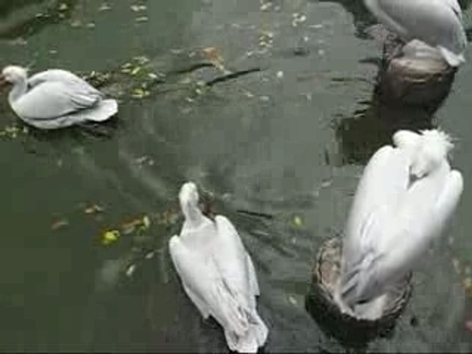 Parrots And Birds