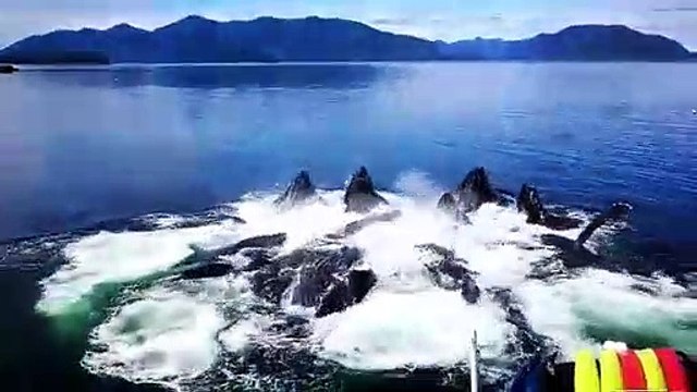 Quand 5 baleines font surface en même temps pour manger : magnifique