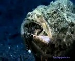 Ce monstre marin surgit de nulle part pour dévorer un poisson... scorpionfish
