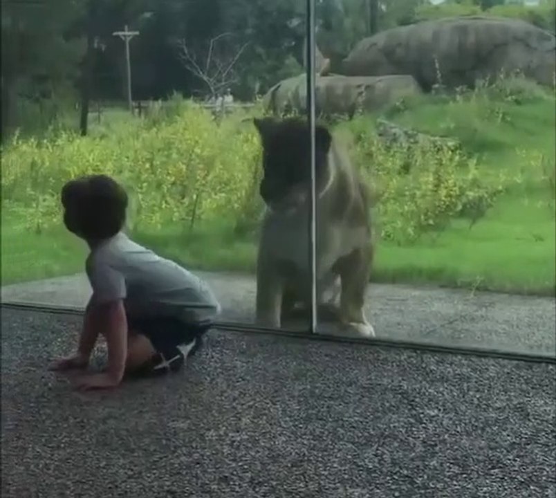 Ce lion a une petite faim... Miam, un enfant