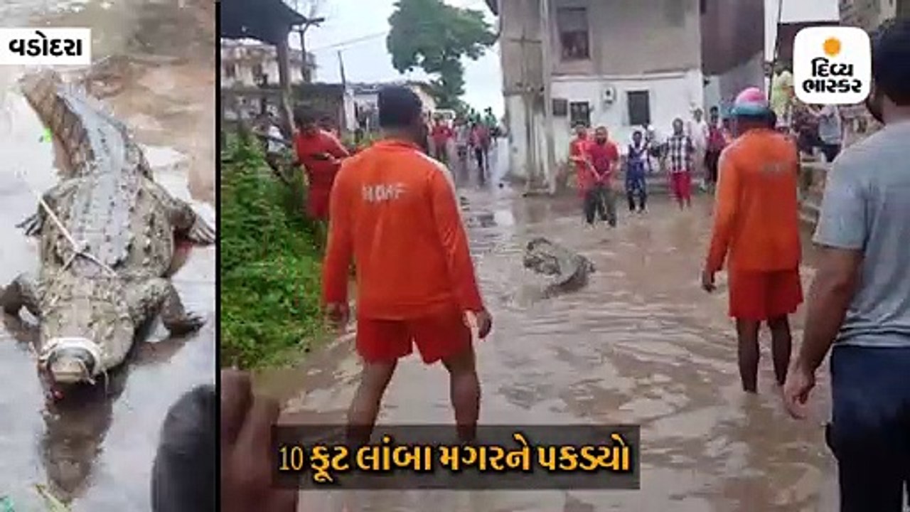 વડસર ગામમાં 10 ફૂટનો મગર ઘૂસતા લોકોમાં ગભરાટ, NDRFની ટીમે રેસ્ક્યૂ કરીને વન વિભાગને સોંપ્યો