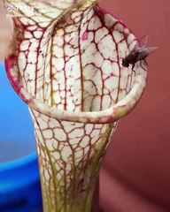 Une plante carnivore surprenante