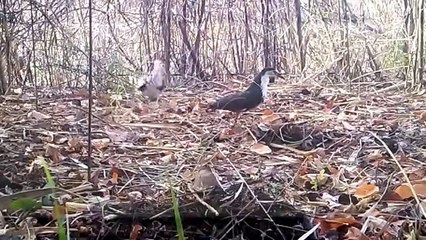 Best Birds Trap,  How to Create Simple Trap