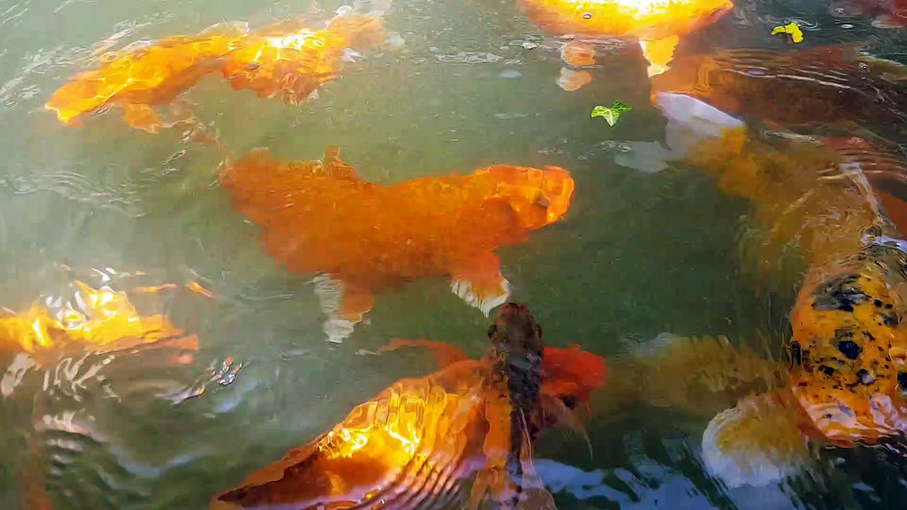 les carpes