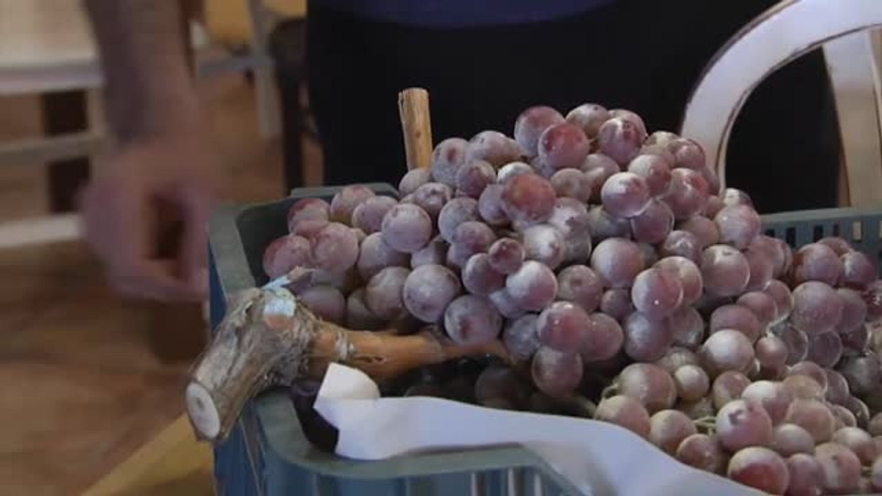 Un agricultor sevillano consigue un racimo de uvas de diez kilos