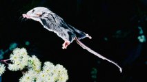 Flying Mouse ~ Pygmy Feathertail Gliders