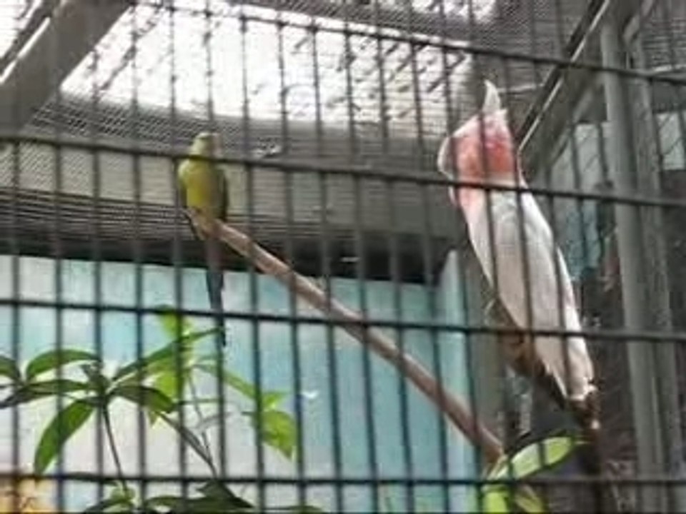 Parrots