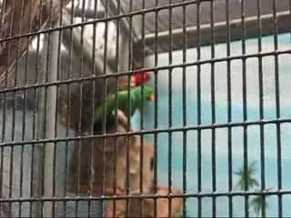 Parrots