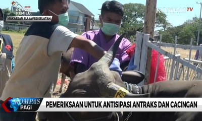 Petugas Temukan Kambing Kurban Cacingan