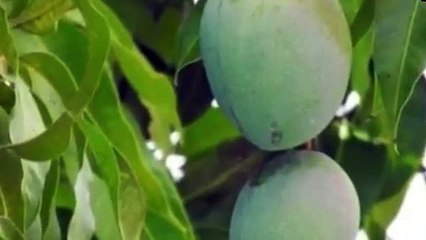 Mango Leaves Cure Diabetis