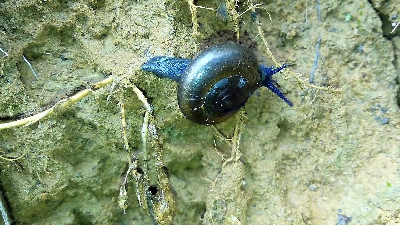 Snail walking video