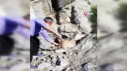 Kayalıklarda sıkışan köpeği vatandaş böyle kurtarıldı