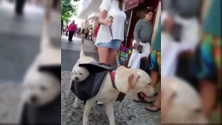 Cutest Dogs And Puppies In The World - Funny Videos Of Puppies Compilation - Puppies TV