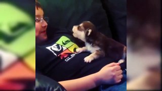 Best Cute Puppies Ever 2019 - Baby Dogs Cute And Funny Dog Videos _ Puppies TV