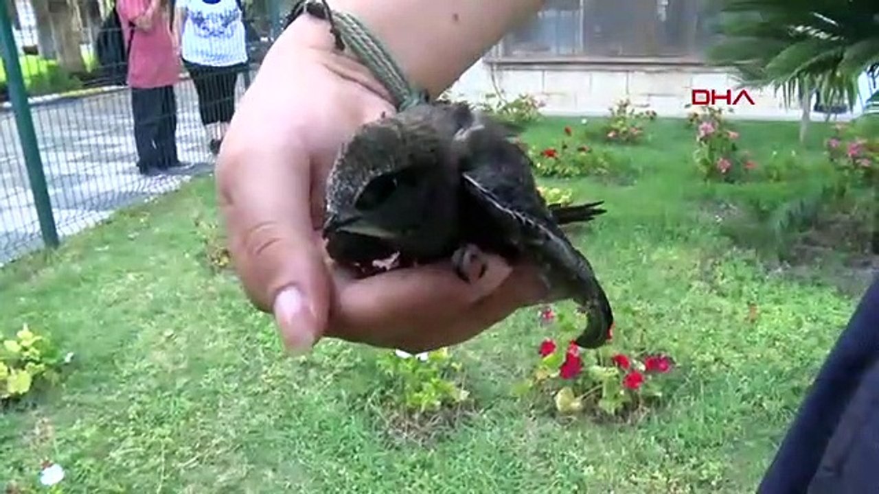 Yavru ebabile başkan koruması