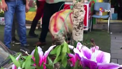 Nişanlıya hediye olarak kurban gönderme âdeti Kars'ta devam ediyor