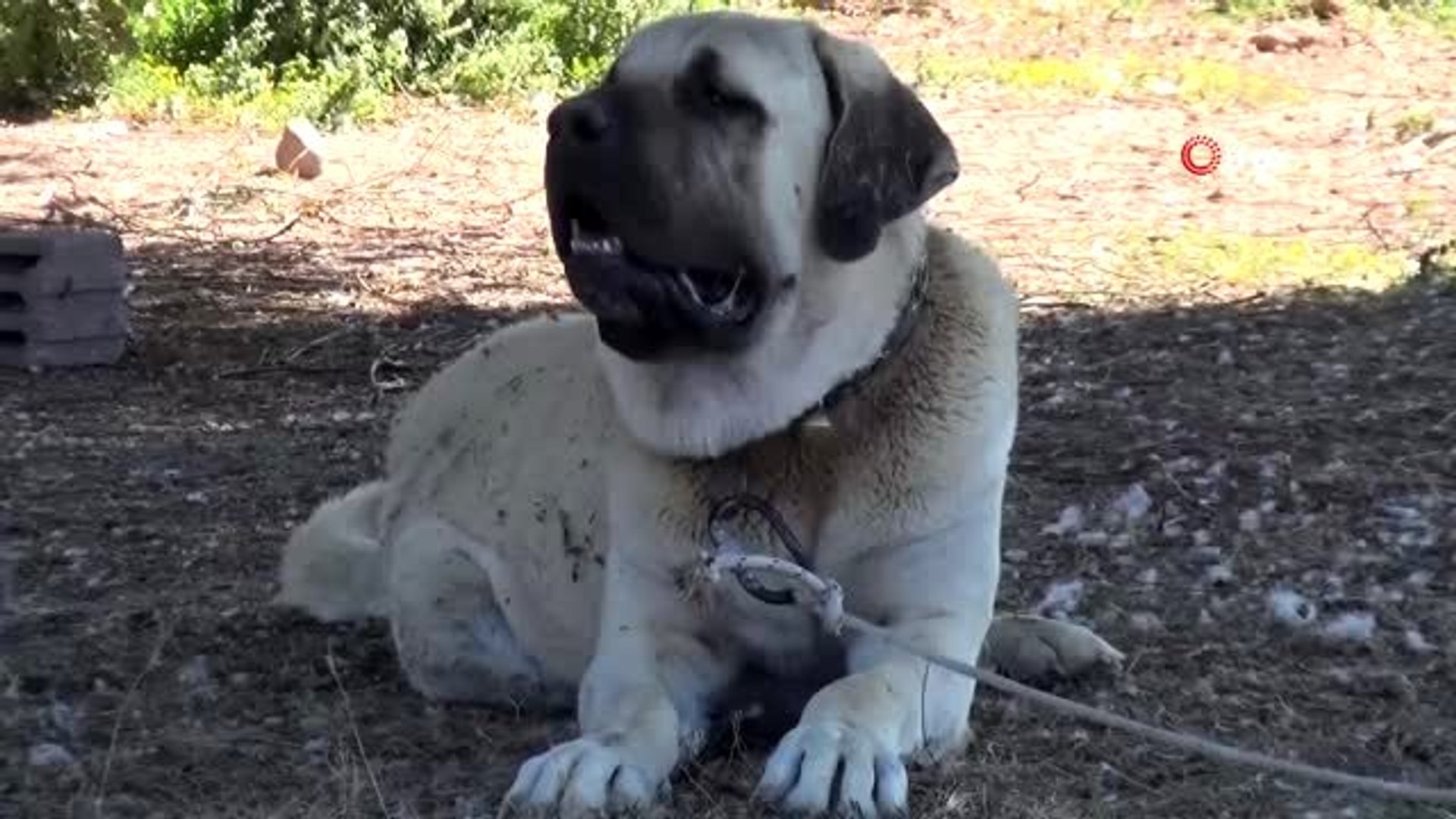 Aksaray Malaklisi 2 Bin Yil Once Dusmana Karsi Savas Kopegi Olarak Mucadele Etti Dailymotion Video