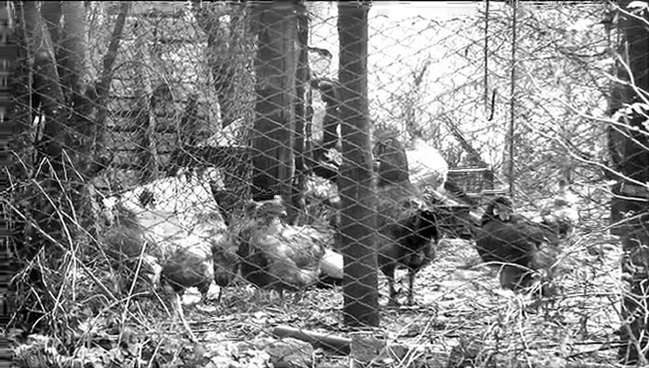 Lamento per I Mendicanti