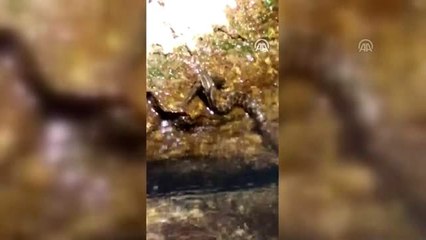 Yılana av olan alabalığın mücadelesi görüntülendi