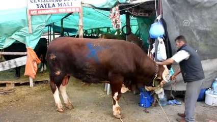 Kurban pazarının "Paşa"sı 25 bin liraya satıldı