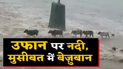 नदी के तेज बहाव में फंसी 5 Cow, उसके बाद हुआ ऐसा, देखिए VIDEO