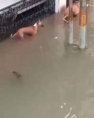 Un Chien Mordu Par Un Crocodile Lors d'Une Inondation !