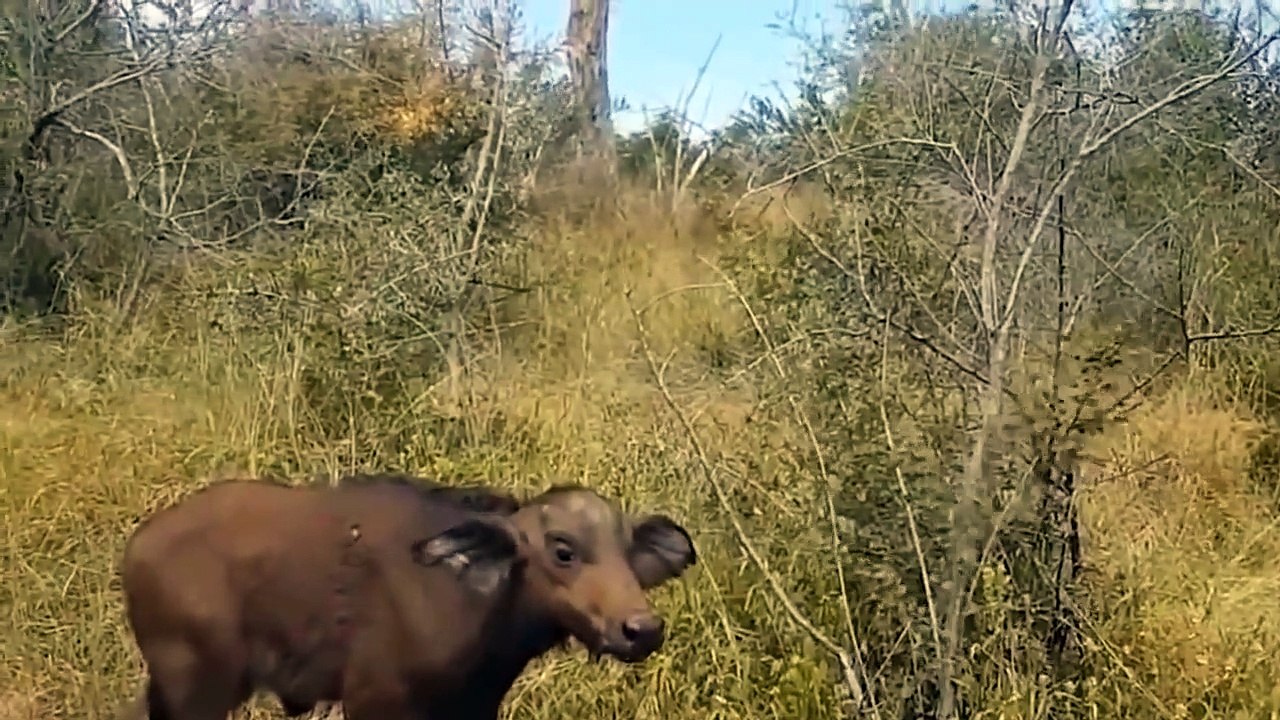 Hyena is cruel, The mother Buffalo and her child cant not escape the hunting of Hyenas