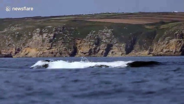 Stunning moment breaching humpback whale feeds off coast of Cornwall in the UK